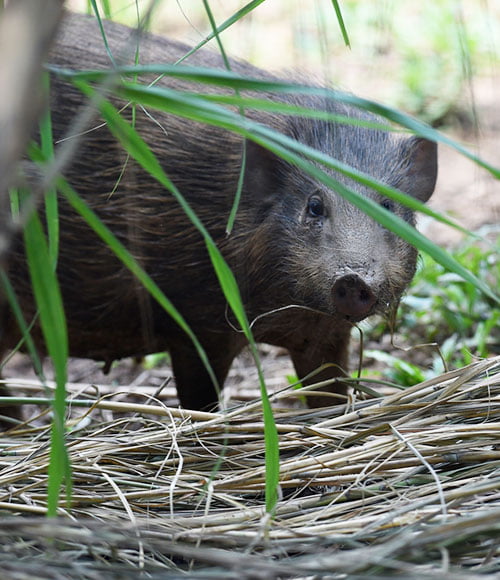 Bornadi Wildlife Sanctuary