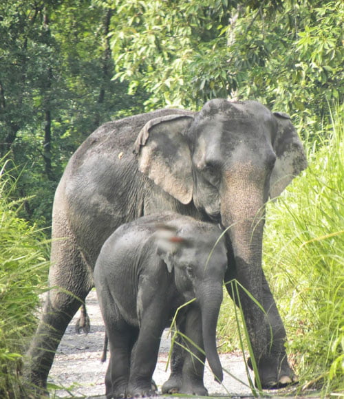 Tiger & Elephant Reserve