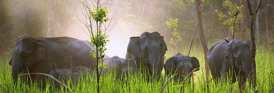 Tiger and Elephant Reserve